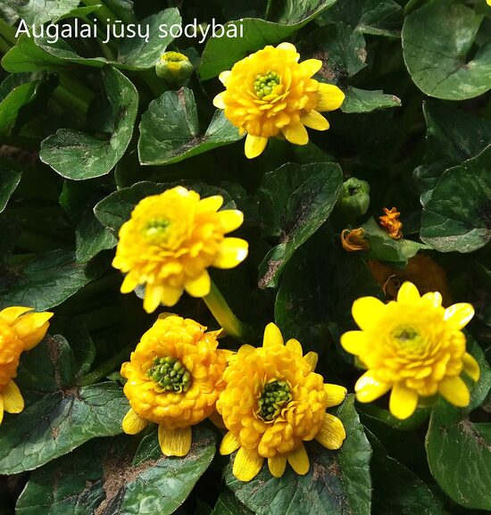 Švitriešis pavasarinis (Ficaria verna) 'Colorette'